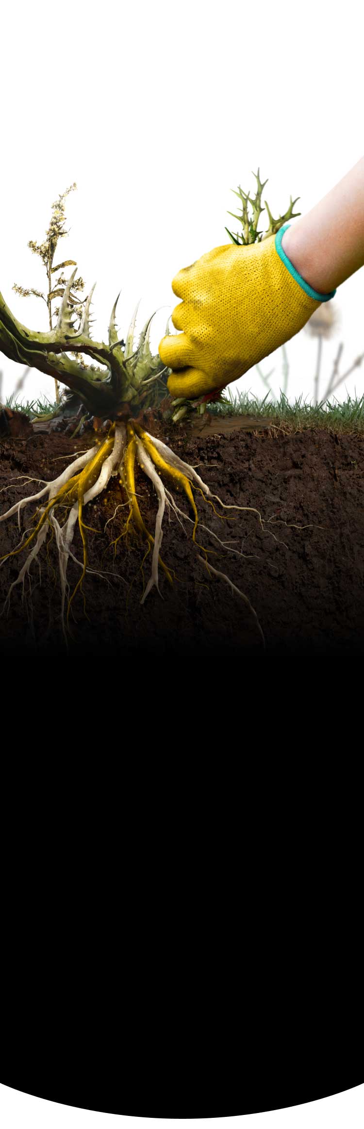 Image of a person pulling out a weed