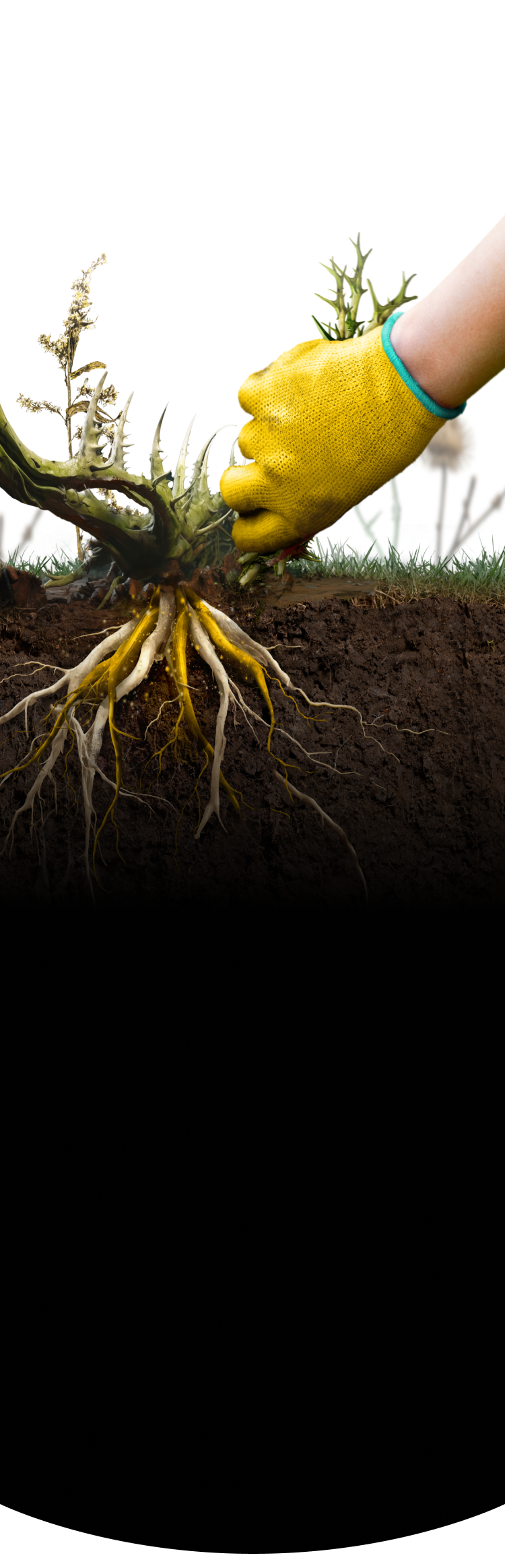 Image of a person pulling out a weed